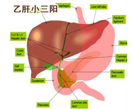 乙肝小三阳的病因是什么